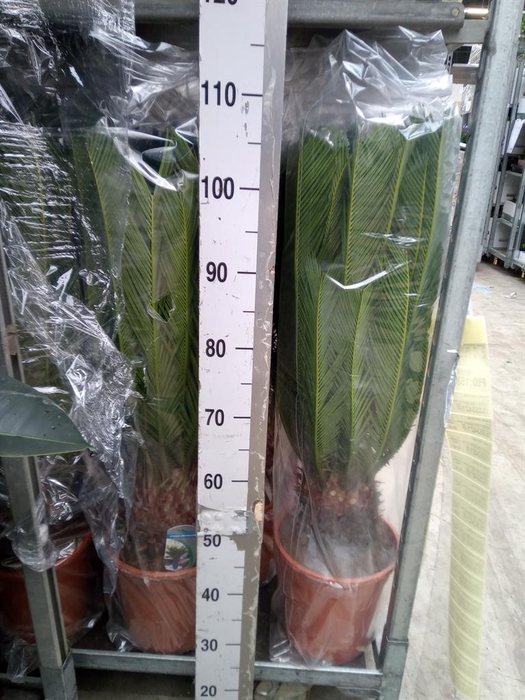 <h4>Cycas revoluta</h4>