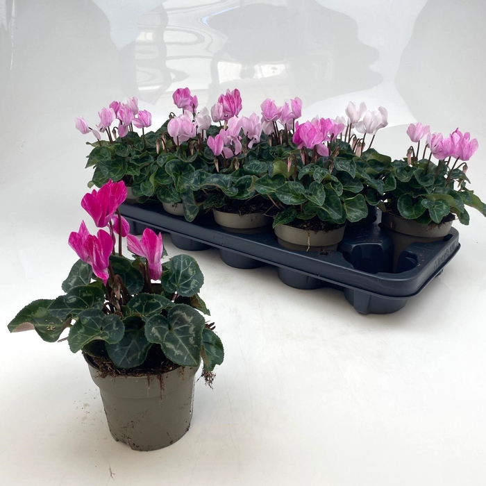 <h4>CYCL MD GARDEN</h4>