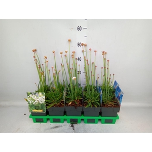 Armeria pseud. 'Ballerina'