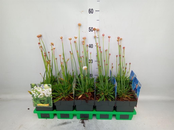 <h4>Armeria pseud. 'Ballerina'</h4>