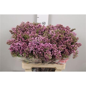 Syr V Dark Koster 4+