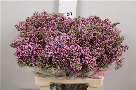 <h4>Syr V Dark Koster 4+</h4>