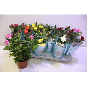 arr8 Ro B Monde Gem 7 Srt