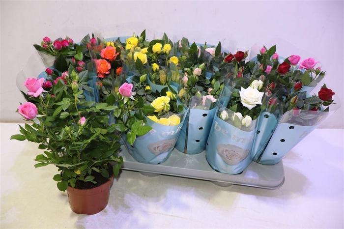 <h4>arr8 Ro B Monde Gem 7 Srt</h4>