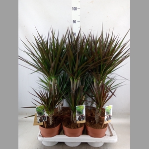Dracaena   ...mix