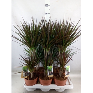 Dracaena   ...mix