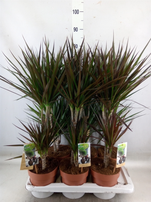 <h4>Dracaena   ...mix</h4>