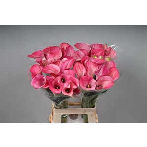 Zantedeschia captain romance