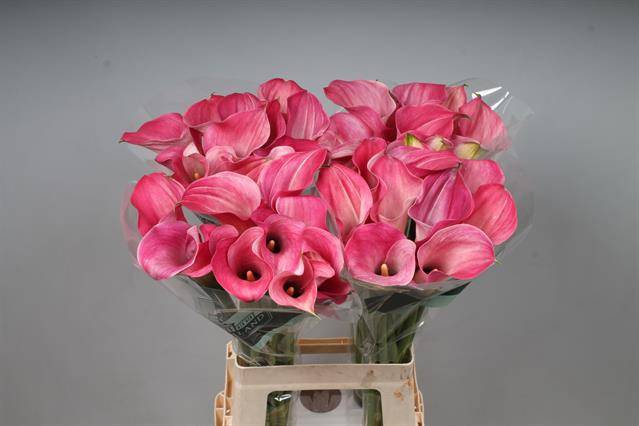 <h4>Zantedeschia captain romance</h4>