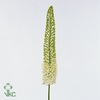 Eremurus White Be Fa