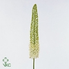 Eremurus White Beauty