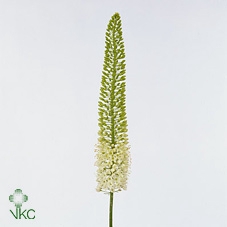Eremurus White Be Fa