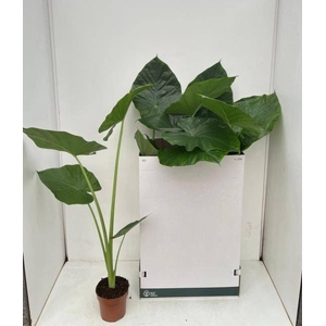 ALOC MACRORRHIZOS