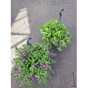 Scaevola aemula Turf verminderd Blauw