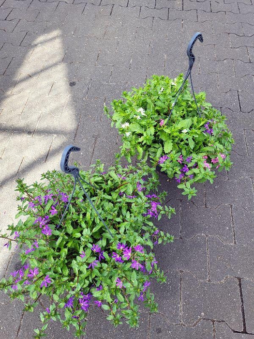 <h4>Scaevola aemula Turf verminderd Blauw</h4>