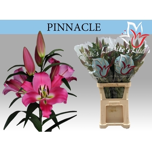 LI OT PINNACLE
