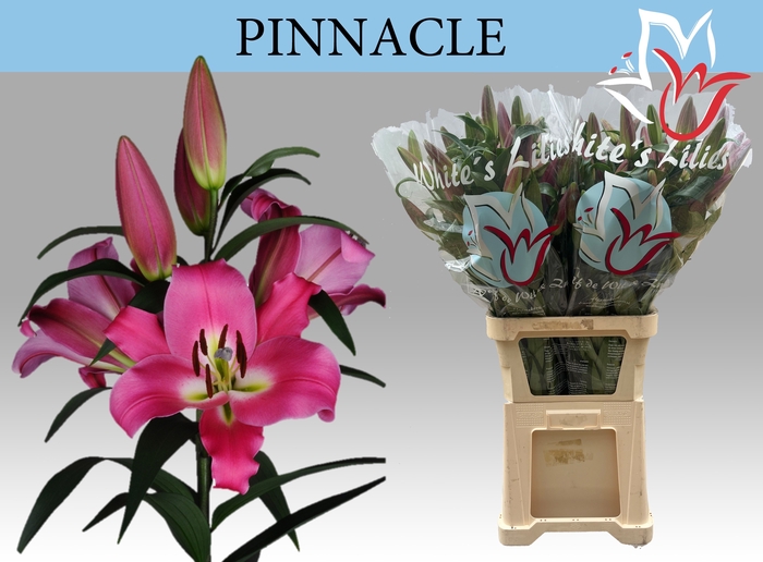 <h4>LI OT PINNACLE</h4>