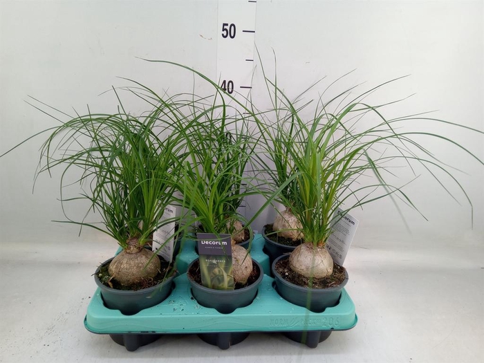 <h4>Beaucarnea recurvata</h4>