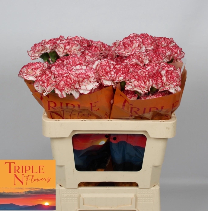 <h4>DI ST CORALIE</h4>