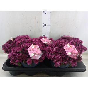 Sedum spurium 'Spot on deep Rose'