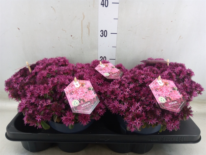 <h4>Sedum spurium 'Spot on deep Rose'</h4>