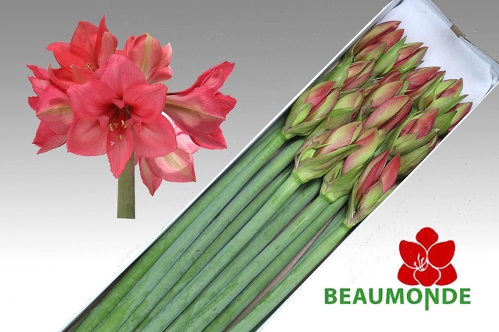 <h4>HIPP GA PLEASURE</h4>