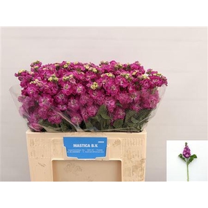 MATTH STOX DEEP ROSE