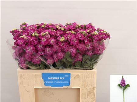 <h4>MATTH STOX DEEP ROSE</h4>