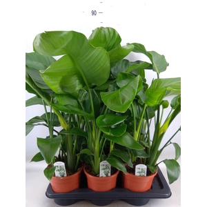 Strelitzia nicolai