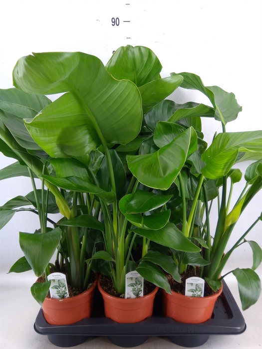 <h4>Strelitzia nicolai</h4>