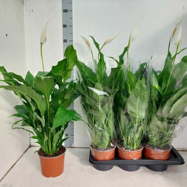 <h4>SPATH SWEET CHICO</h4>