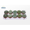 Echeveria Green Mix (5 Spcs.)