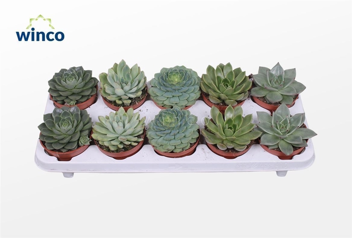 <h4>Echeveria Green Mix (5 Spcs.)</h4>