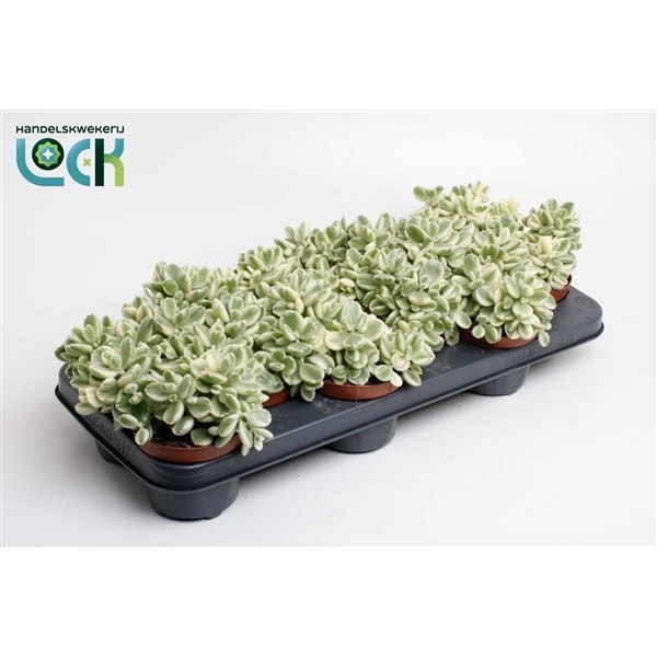 <h4>Cotyledon Ladismithiensis Variegata (tomentosa)</h4>