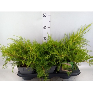 Juniperus pfitz. 'Old Gold'
