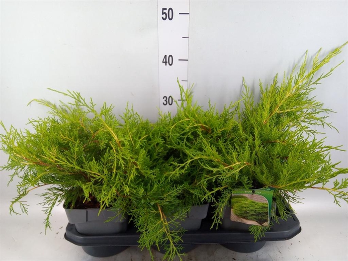 <h4>Juniperus pfitz. 'Old Gold'</h4>