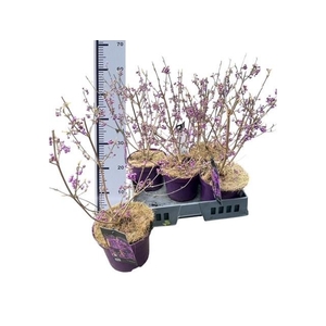 CALLIC BO PROFUSION