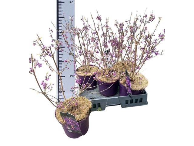 <h4>CALLIC BO PROFUSION</h4>