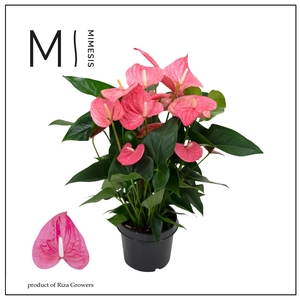 Mimesis Anthurium KARMA Maine - 21 cm
