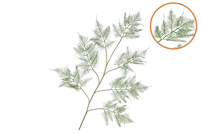 <h4>Silk Fern Asparagus Dark Green 138cm Nm</h4>