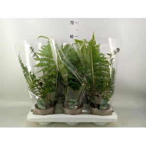 Cyathea australis
