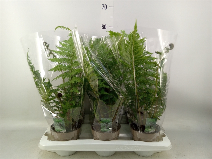 <h4>Cyathea australis</h4>
