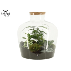 90998: Terrarium arrangement