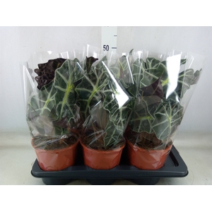 Alocasia amazonica 'Polly'