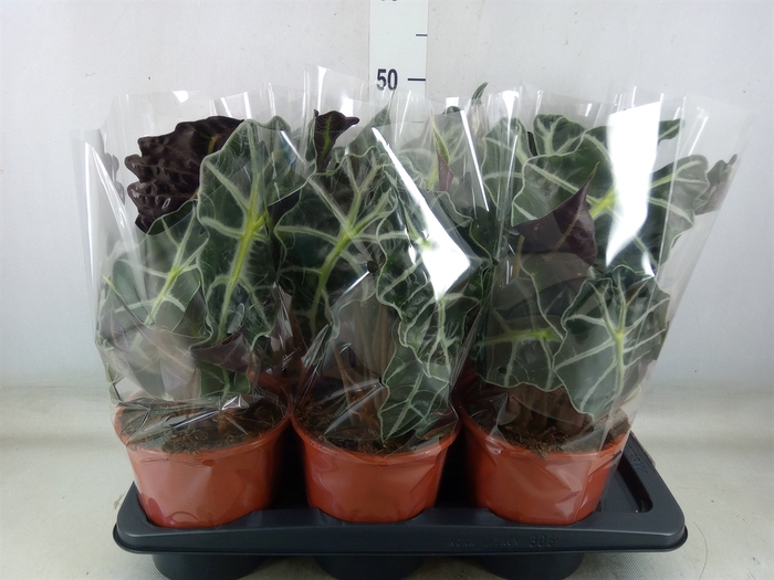 <h4>Alocasia amazonica 'Polly'</h4>