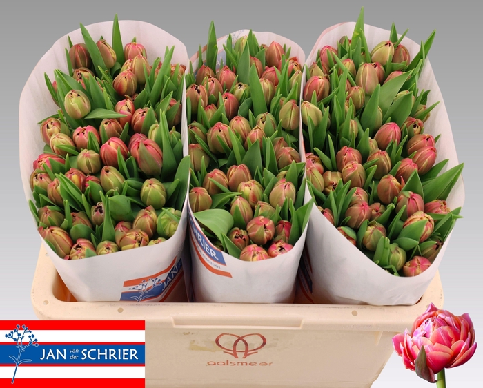 <h4>TU DU COLUMBUS</h4>