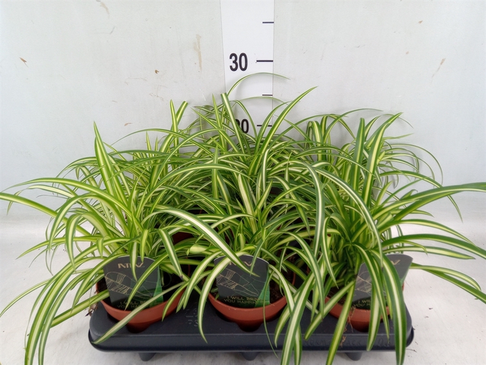 <h4>Chlorophytum  'Atlantic'</h4>