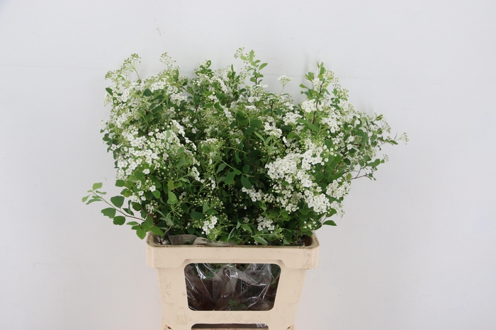 <h4>SPIR NIP SNOWMOUND</h4>