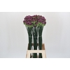 Allium Sphaerocephalon