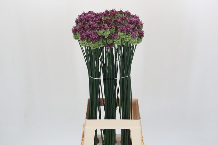 <h4>Allium Sphaerocephalon</h4>